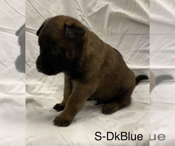 Medium Photo #9 Belgian Malinois Puppy For Sale in LABADIE, MO, USA