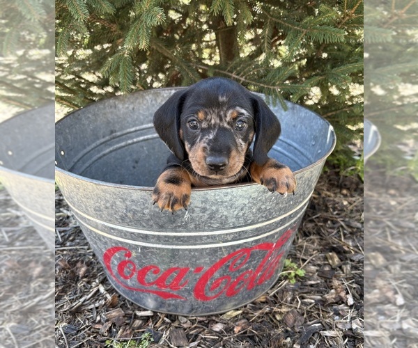 Medium Photo #1 Dachshund Puppy For Sale in MIDDLEBURY, IN, USA