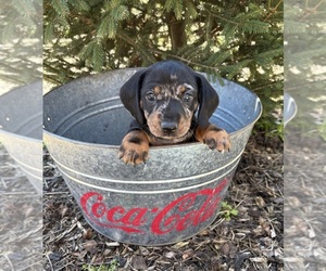 Dachshund Puppy for sale in MIDDLEBURY, IN, USA