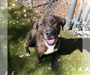 Mutt Dogs for adoption in Hilton Head, SC, USA