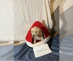 Small Photo #19 Golden Retriever Puppy For Sale in KENOVA, WV, USA