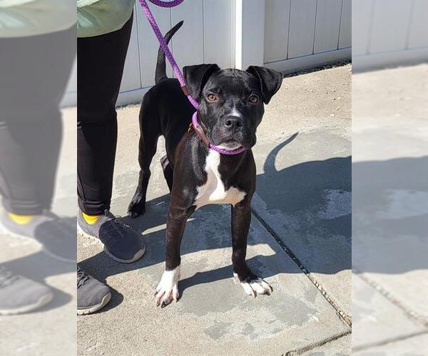 Medium Photo #1 American Pit Bull Terrier-Unknown Mix Puppy For Sale in Louisville, KY, USA