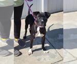 Small American Pit Bull Terrier Mix