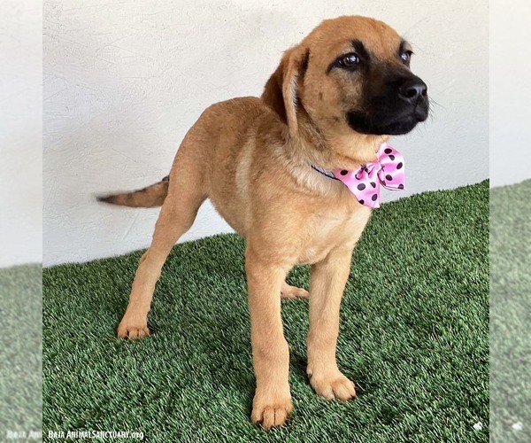 Medium Photo #2 Shepradors Puppy For Sale in San Diego, CA, USA