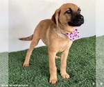 Small #1 Shepradors
