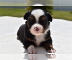 Small Photo #3 Miniature Australian Shepherd Puppy For Sale in PALM COAST, FL, USA