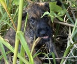 Small Photo #19 Boxer-Poodle (Standard) Mix Puppy For Sale in WEST POINT, VA, USA