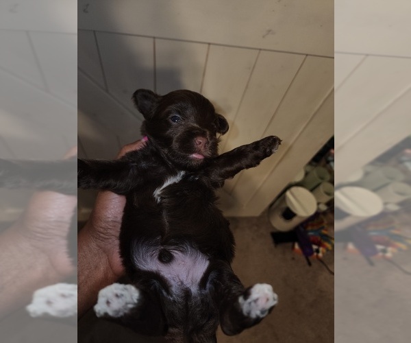 Medium Photo #6 YorkiePoo Puppy For Sale in BLUE MOUND, TX, USA