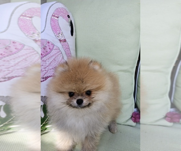 Medium Photo #5 Pomeranian Puppy For Sale in STUDIO CITY, CA, USA