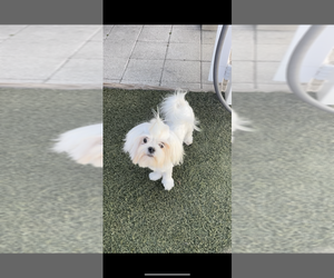 Maltese Puppy for Sale in NEW PORT RICHEY, Florida USA