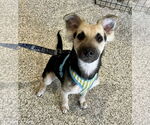 Small #2 Poodle (Miniature) Mix