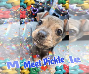 Chipin Dogs for adoption in Pipe Creek, TX, USA