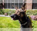 Small #4 German Shepherd Dog