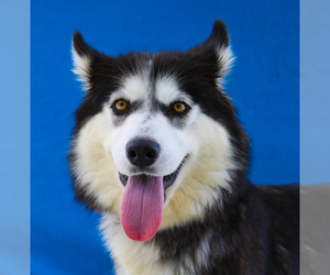 Siberian Husky Dogs for adoption in Pasadena, CA, USA