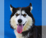 Small Siberian Husky