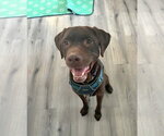 Small #4 Labrador Retriever Mix
