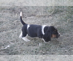 Small #10 Basset Hound