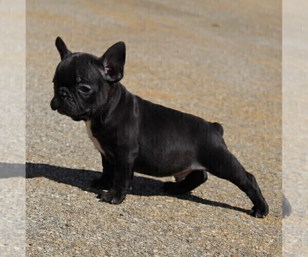 Medium Photo #8 Faux Frenchbo Bulldog Puppy For Sale in GORDONVILLE, PA, USA