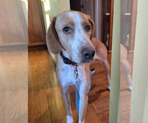 Mutt Dogs for adoption in Woodbury, NY, USA