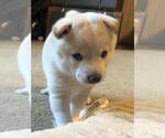 Small Photo #10 Shiba Inu Puppy For Sale in SNOHOMISH, WA, USA