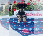 Small Chihuahua Mix