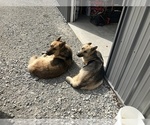 Small Photo #1 German Shepherd Dog Puppy For Sale in CHARLESTOWN, IN, USA