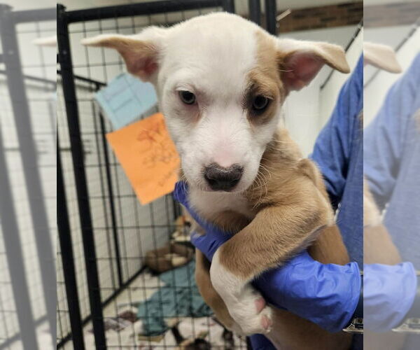 Medium Photo #1 Mutt Puppy For Sale in Candler, NC, USA