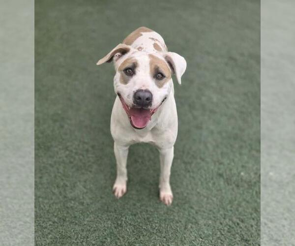 Medium Photo #9 Mutt Puppy For Sale in Rockwall, TX, USA