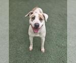 Small #8 Mutt