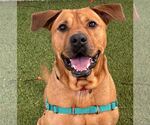 Small #17 Chinese Shar-Pei-Labrador Retriever Mix