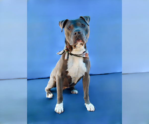 Medium Photo #2 Mutt Puppy For Sale in Pasadena, CA, USA