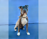 Small #1 Mutt