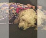 Small #2 Poodle (Miniature) Mix