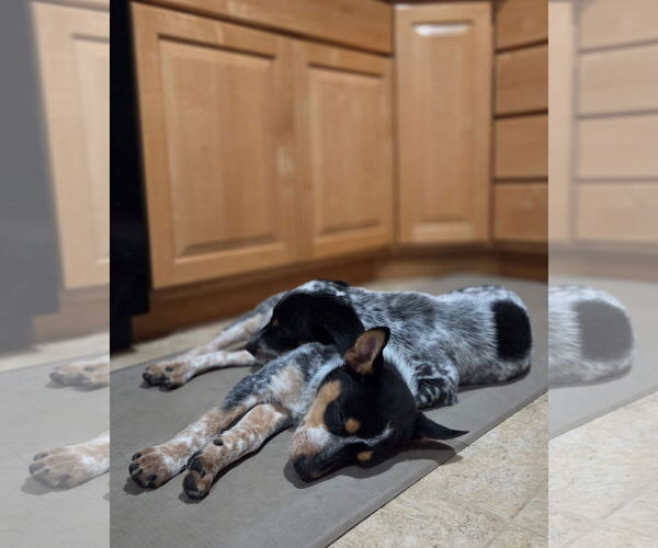 Medium Photo #5 Australian Shepherd-Unknown Mix Puppy For Sale in Garden City, NY, USA