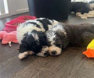 Bernedoodle (Miniature) Litter for sale in ATHENS, AL, USA