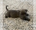 Small #11 American Bully