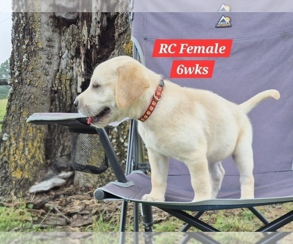 Medium Photo #130 Labrador Retriever Puppy For Sale in EDGEWOOD, TX, USA