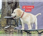 Small Photo #130 Labrador Retriever Puppy For Sale in EDGEWOOD, TX, USA