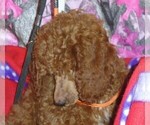 Small #4 Poodle (Standard)