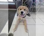 Small Border Collie-Siberian Husky Mix