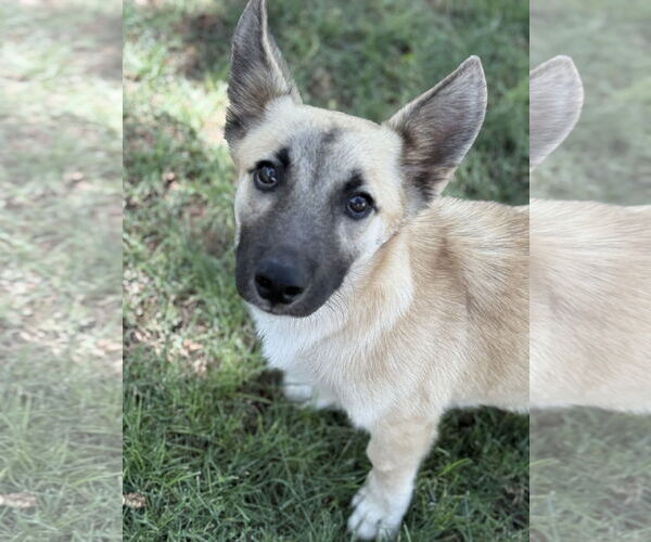 Medium Photo #3 Pembroke Welsh Corgi-Unknown Mix Puppy For Sale in Phoenix, AZ, USA
