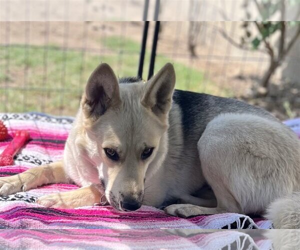 Medium Photo #10 Huskies -Unknown Mix Puppy For Sale in Dana Point, CA, USA