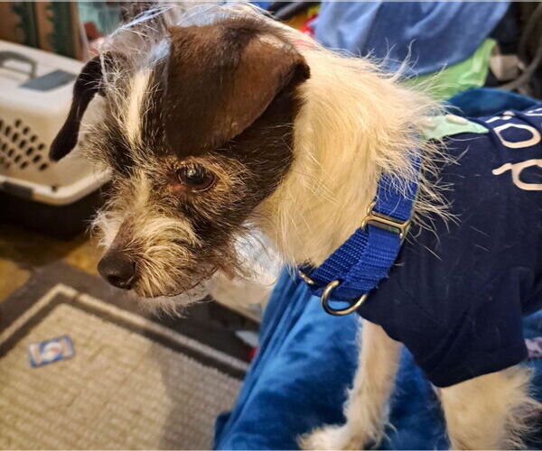 Medium Photo #3 Wapoo Puppy For Sale in Arlington, WA, USA