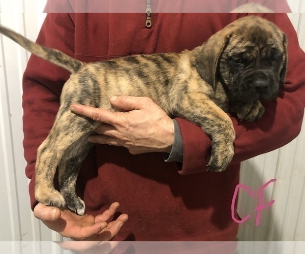Medium Photo #2 Mastiff Puppy For Sale in APOLLO, PA, USA