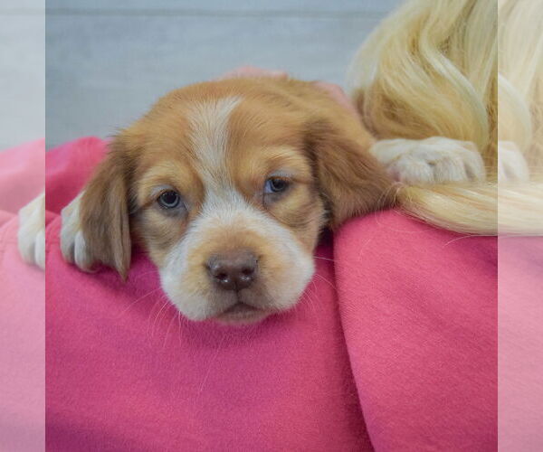 Medium Photo #5 Boxador Puppy For Sale in Huntley, IL, USA