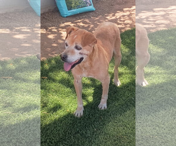 Medium Photo #3 Beagle-Unknown Mix Puppy For Sale in Apple Valley, CA, USA