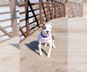 Mutt Dogs for adoption in Crete, IL, USA