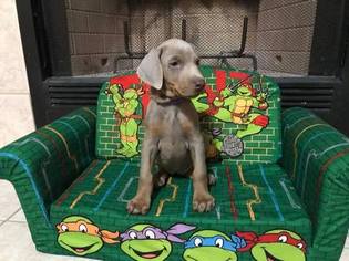 Doberman Pinscher Puppy for sale in HARKER HEIGHTS, TX, USA