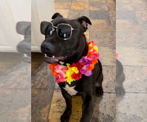 Loki - Male American Pit Bull Terrier-Labrador Retriever Mix Dog for Adoption - Photo #4