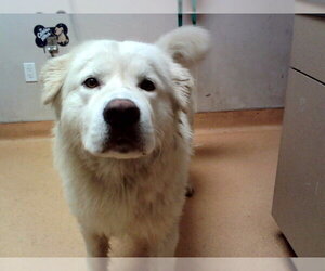 Great Pyrenees-Unknown Mix Dogs for adoption in Martinez, CA, USA
